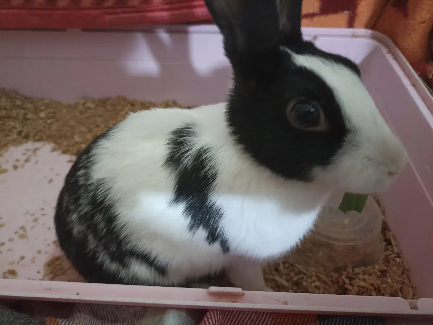 خرگوش ماده|موش و خرگوش|قم, بنیاد|دیوار