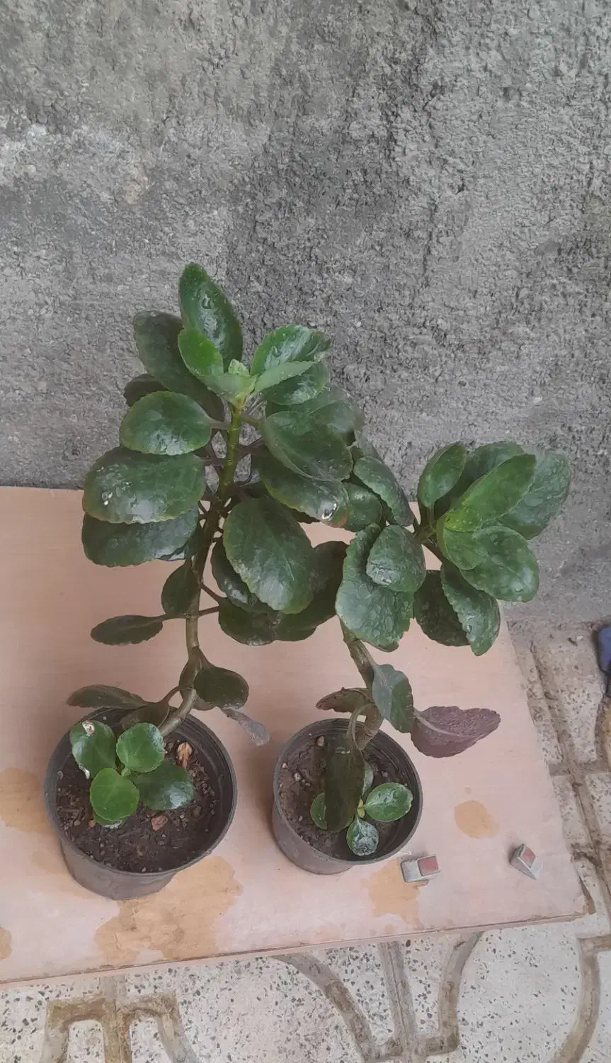 گلهای طبیعی|گل و گیاه طبیعی|شیروان (خراسان), |دیوار