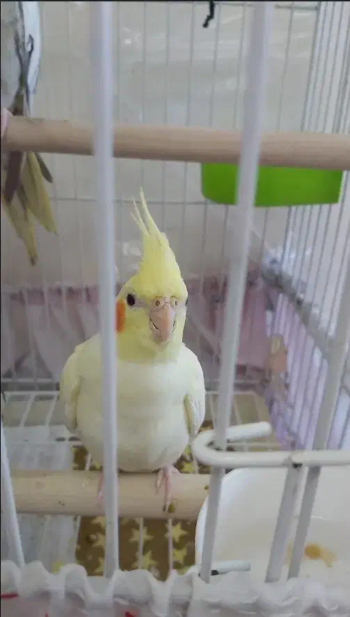 یه جفت عروس هلندی لوتینو با جوجه|پرنده|کوه چنار, |دیوار