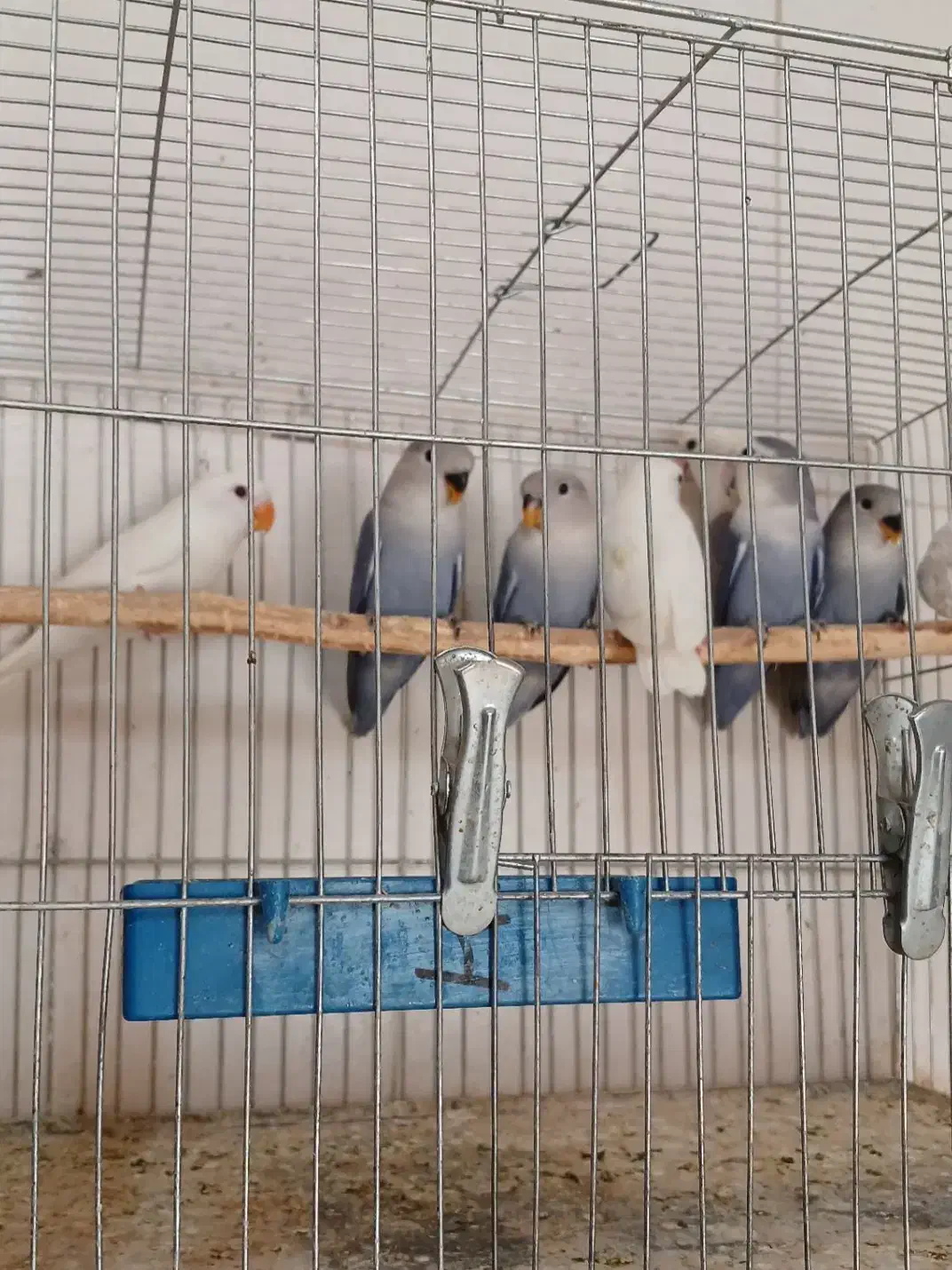 طوطی برزیلی|پرنده|تهران, شهرک آزادی|دیوار