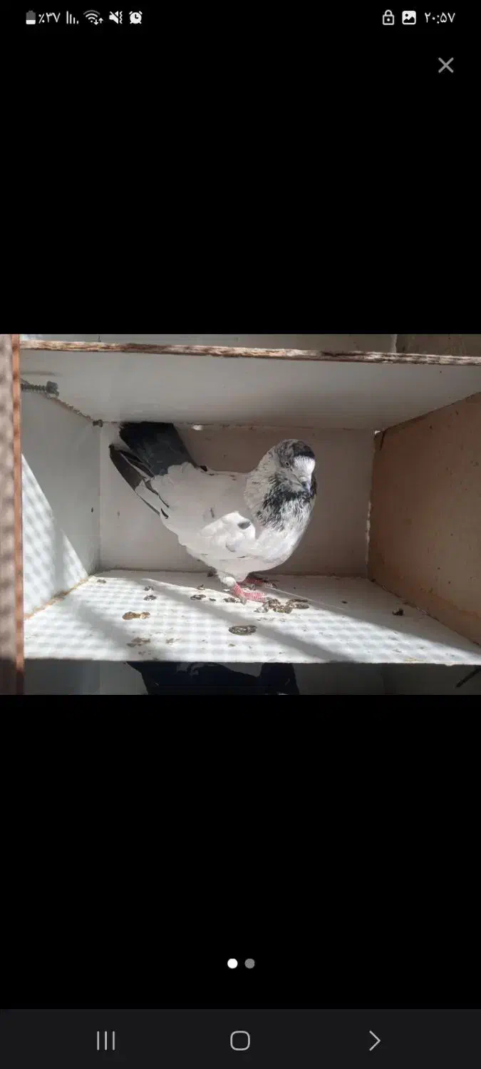 کله دم سبز گم شده|پرنده|سرخه, |دیوار