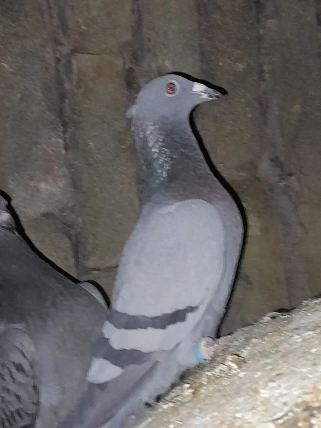 اسباب بازی کفتر|اسباب‌بازی بچه|تربت‌حیدریه, پائین ولایت|دیوار