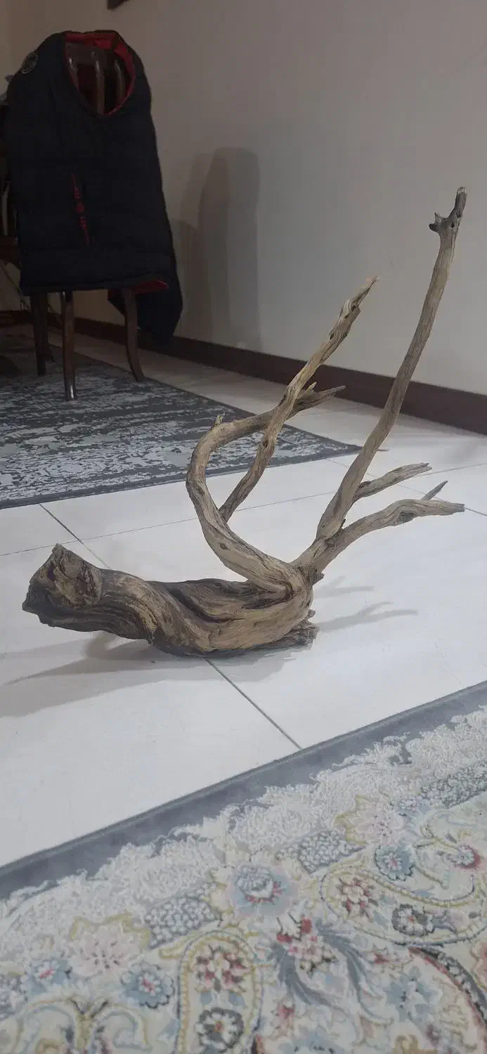 چوب اکواریوم|ماهی|تهران, تهرانسر شرقی|دیوار