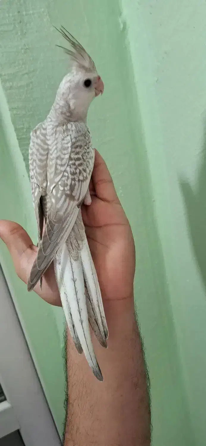 فروش طوطی|پرنده|نوشهر, |دیوار