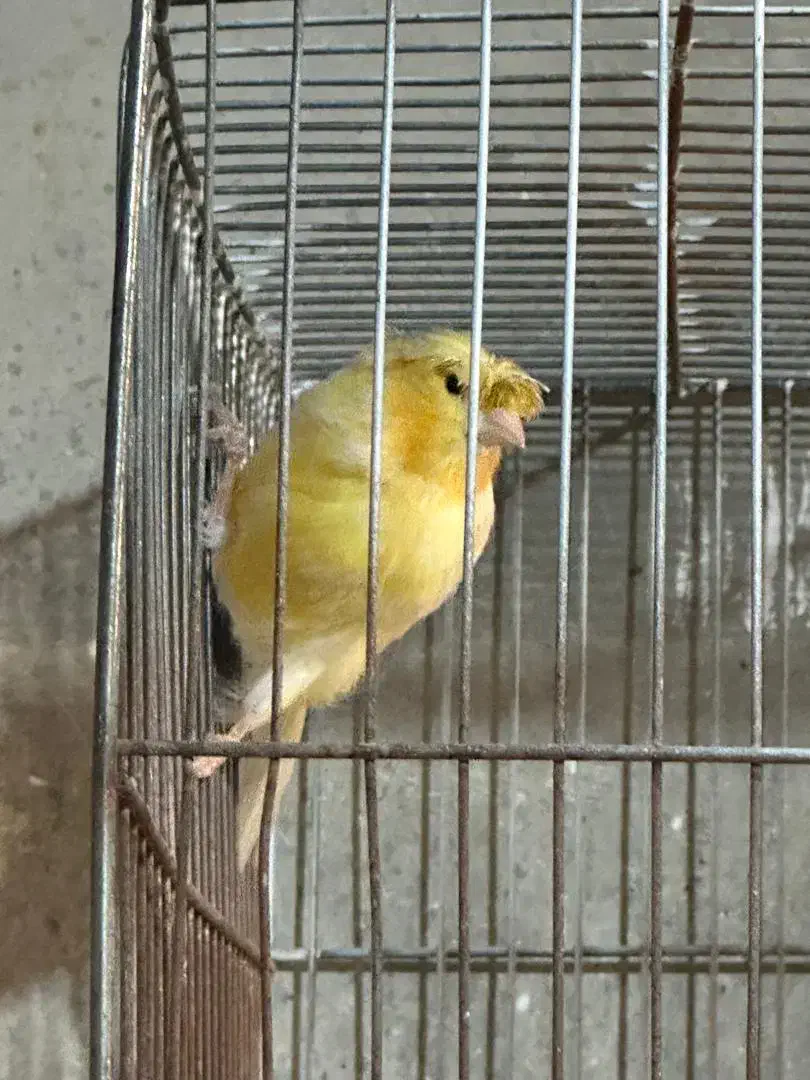 قناری|پرنده|اصفهان, باغ فدک|دیوار