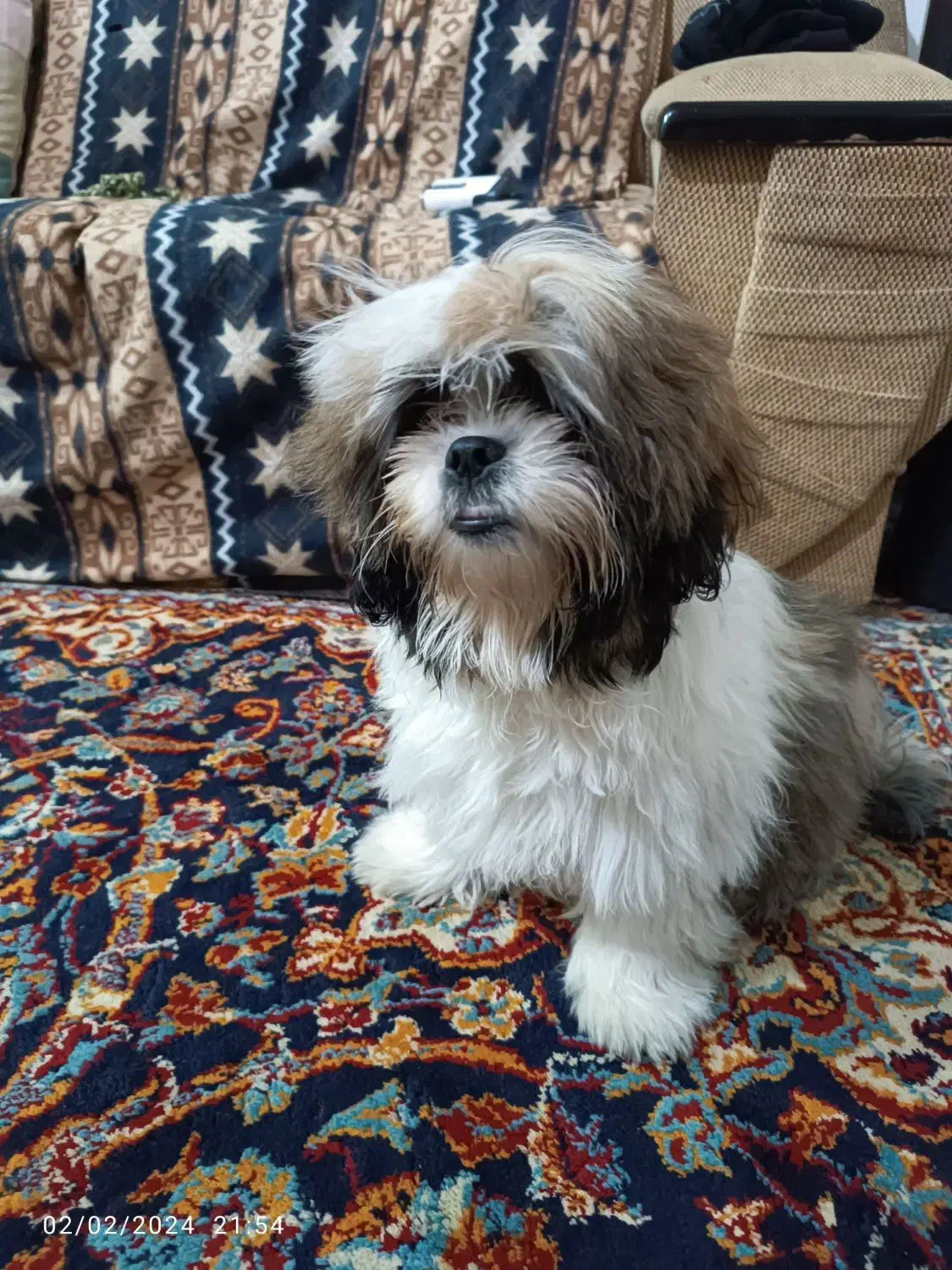 سگ شیتزو فلت|سگ|نیشابور, فخریه|دیوار