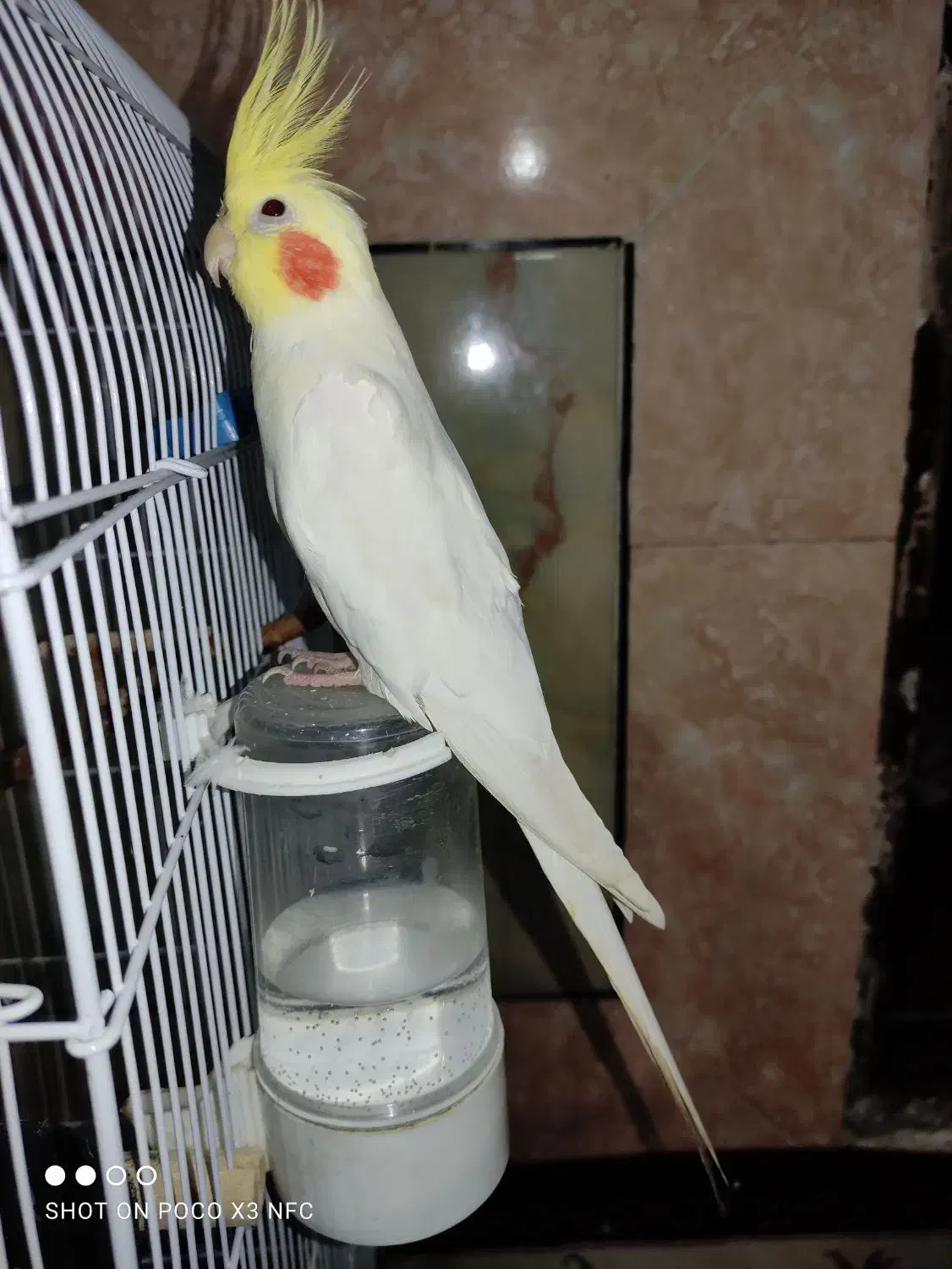 عروس هلندی مژدگانی دار|پرنده|الیگودرز, |دیوار