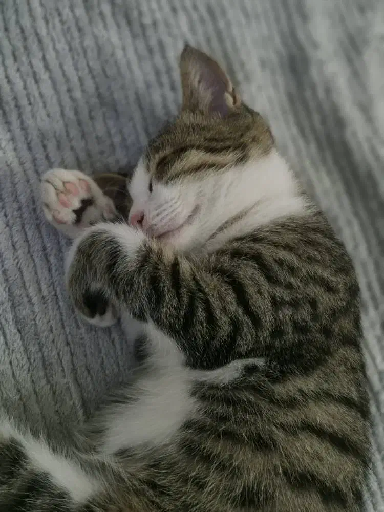 واگذاری گربه|گربه|نور, |دیوار