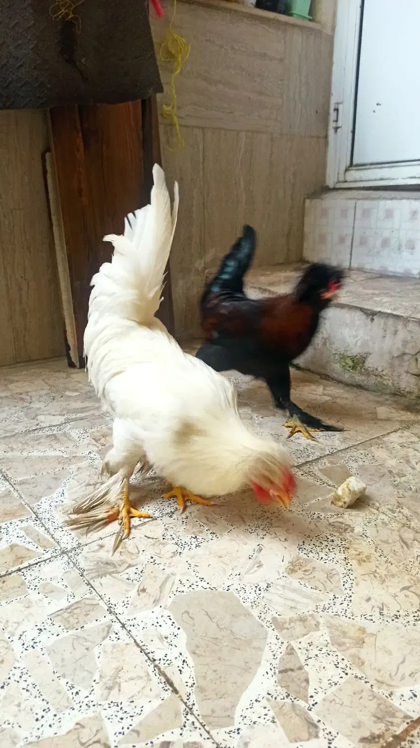 سلطان|حیوانات مزرعه|رشت, حاجی آباد|دیوار