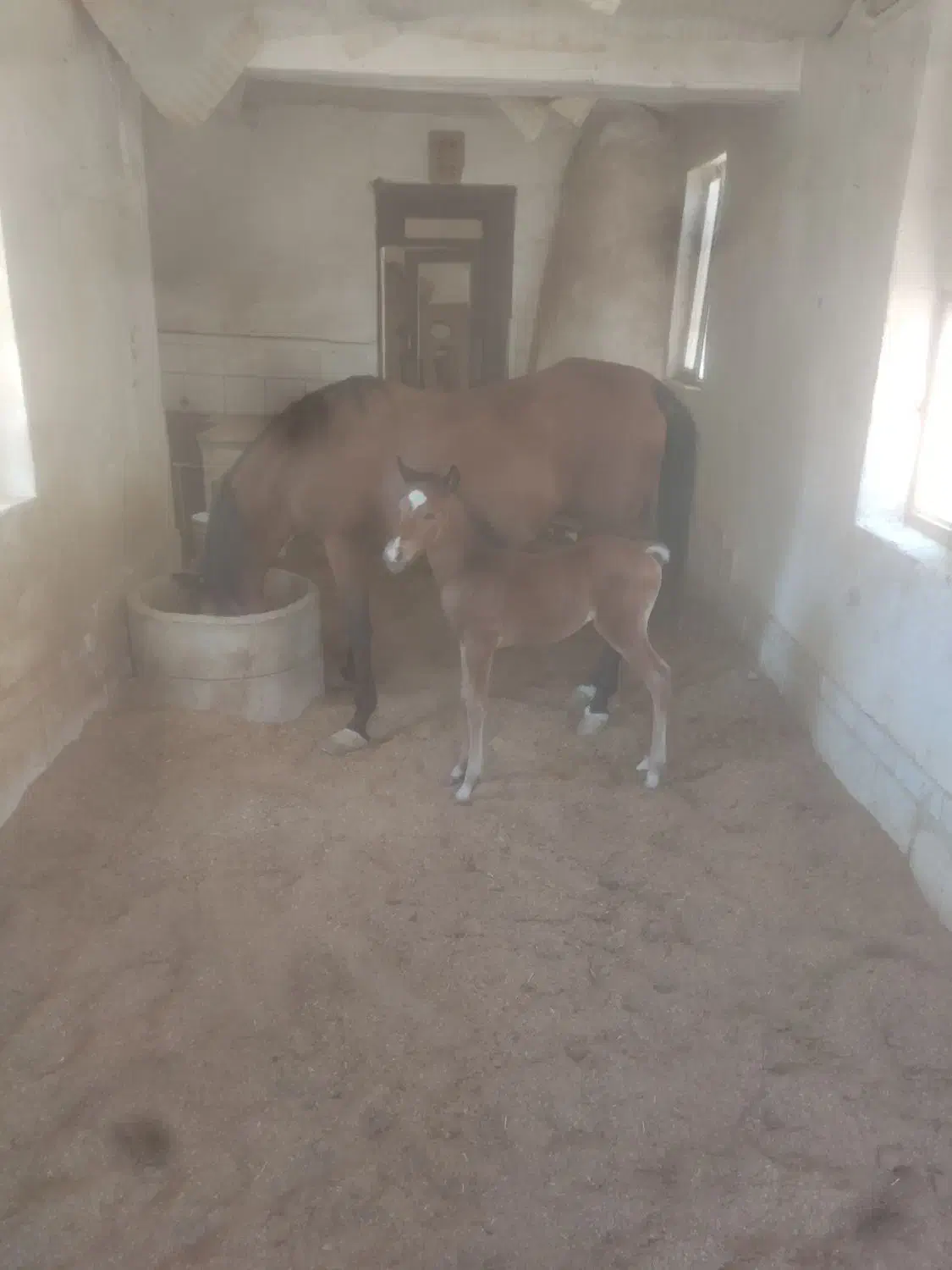 فروش مادیان کرد|اسب و تجهیزات اسب‌سواری|نجف‌آباد, ویلاشهر|دیوار