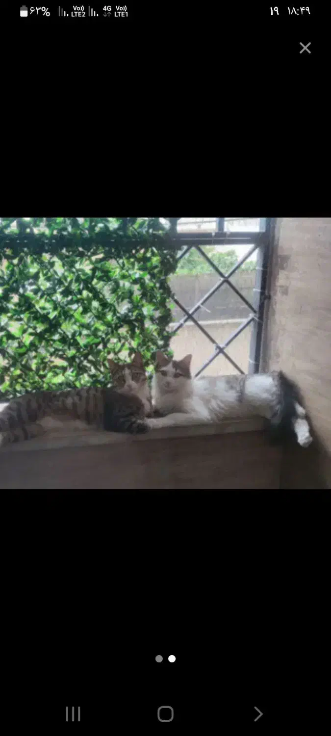 گربه گم شده|حیوانات|کرج, کوی زنبق|دیوار