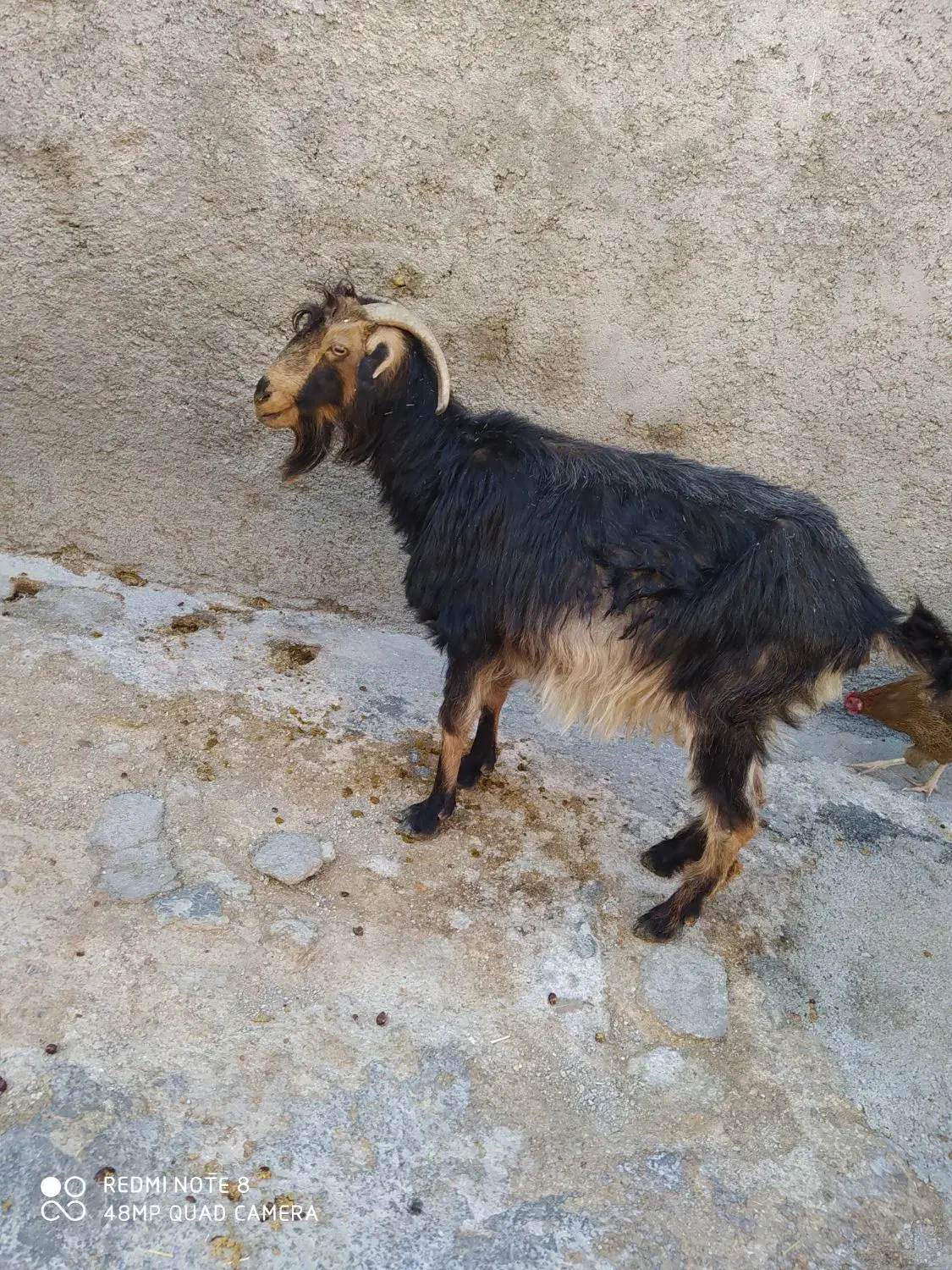 گوسفند|حیوانات مزرعه|زرنه, |دیوار