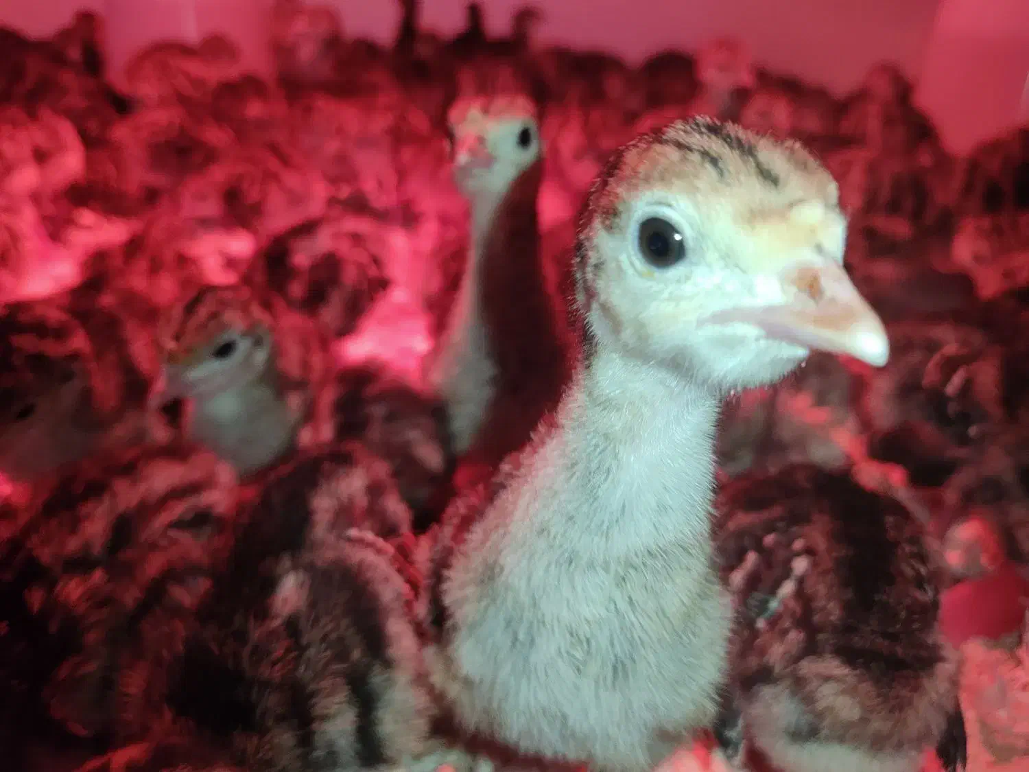 فروش جوجه ۳ روزه بوقلمون برنز|حیوانات مزرعه|نجفآباد, امام خمینی|دیوار