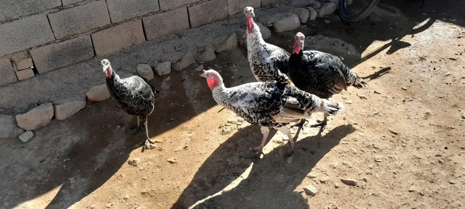 بوقلمون|حیوانات مزرعه|کوهدشت, |دیوار