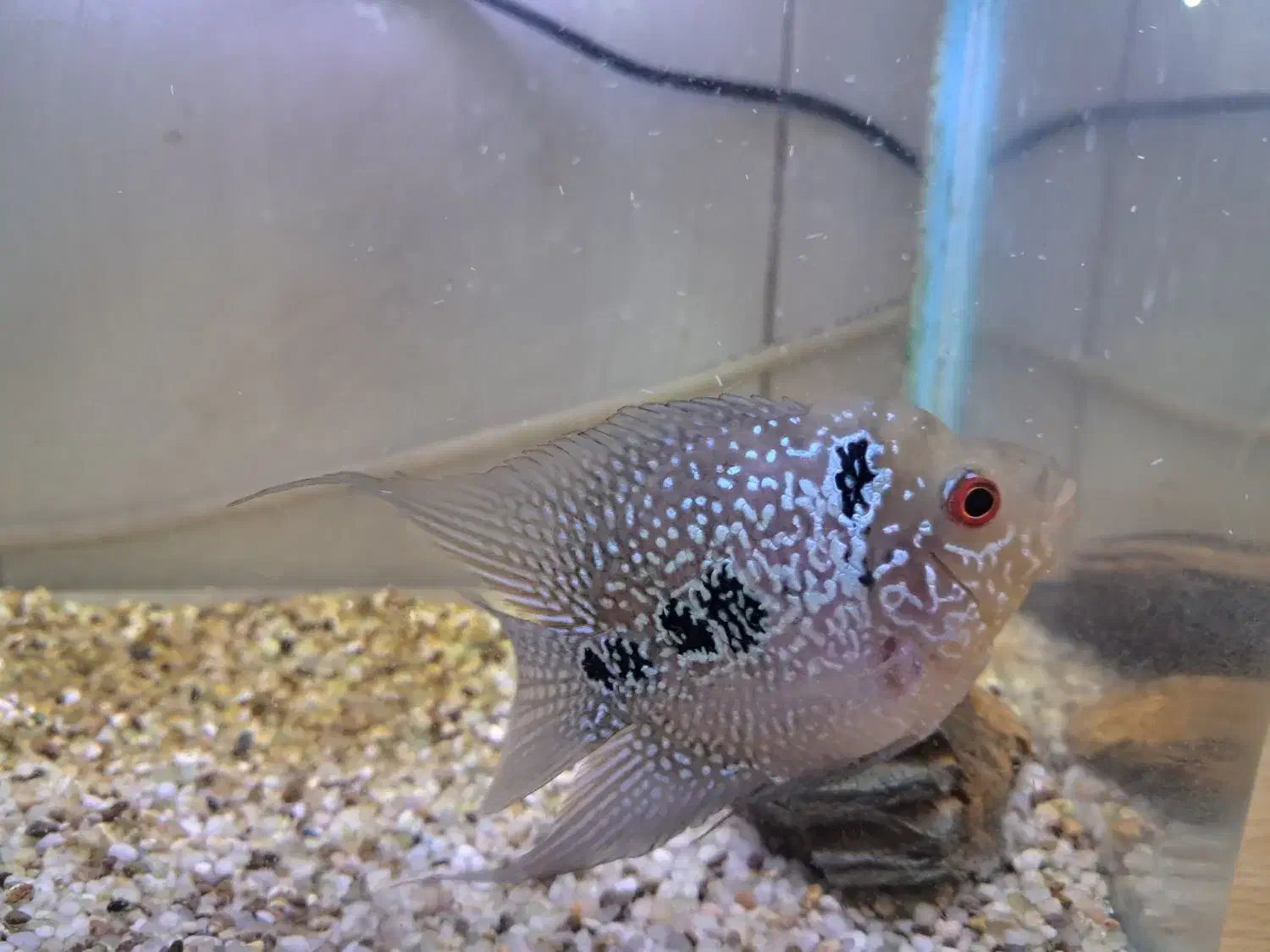 ماهی فلاور|ماهی|کرج, برغان|دیوار