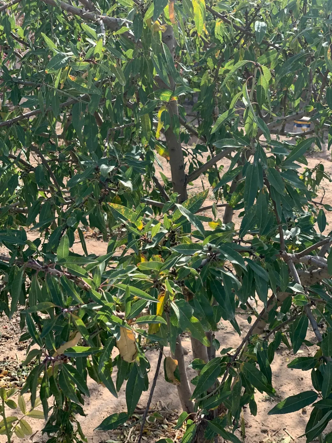 باغ|فروش خانه و ویلا|بستان آباد, |دیوار