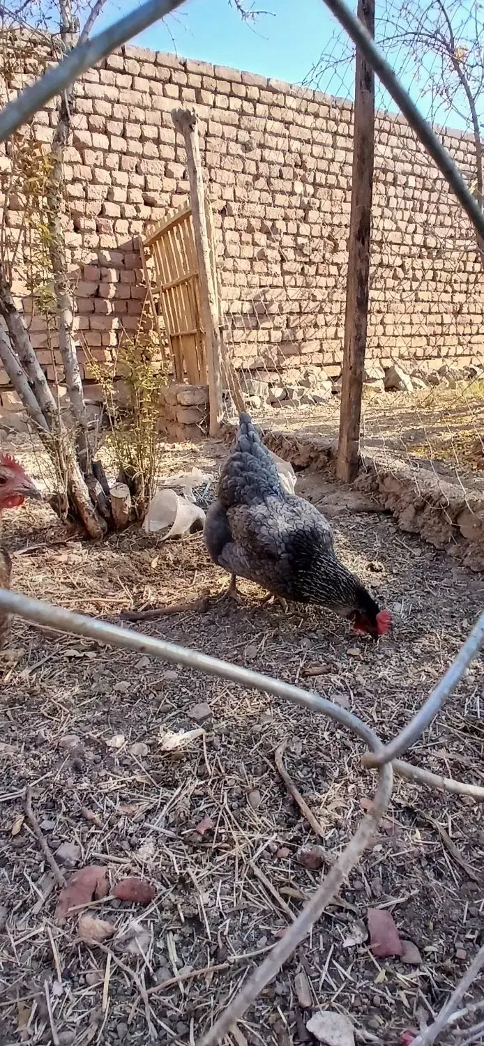 خروس دهات|حیوانات مزرعه|کهک, |دیوار