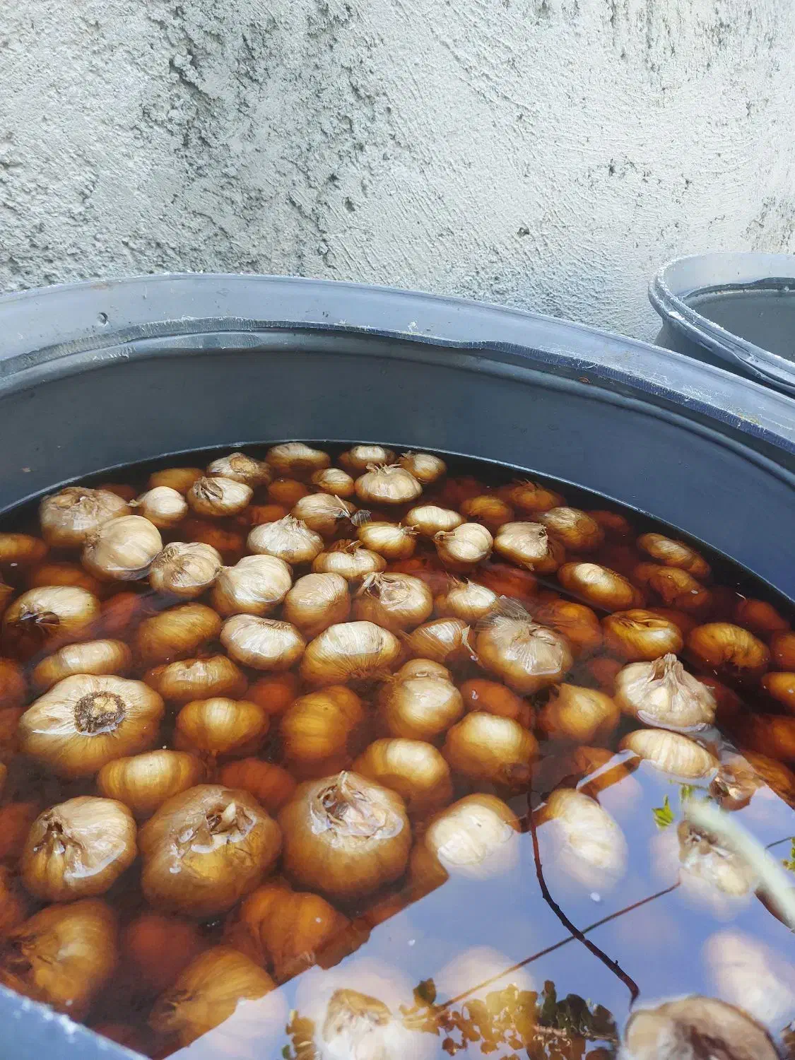 سیر ترشی حدودن 600 کیلو|عمده‌فروشی|طارم, |دیوار