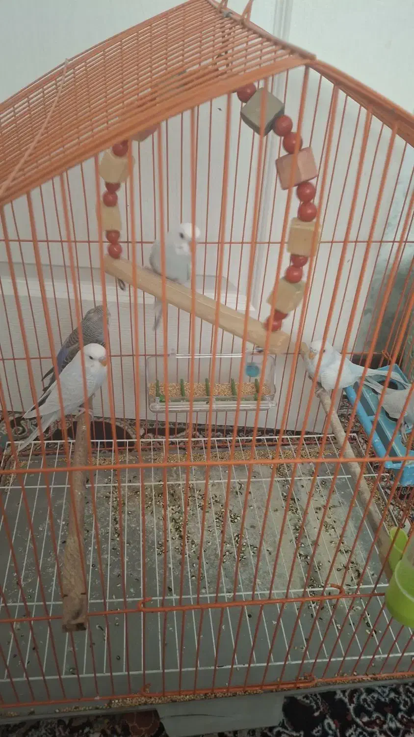 ۵ عدد مرغ عشق سرحال زرنگ یه جفت میفروشم|پرنده|سهند, |دیوار