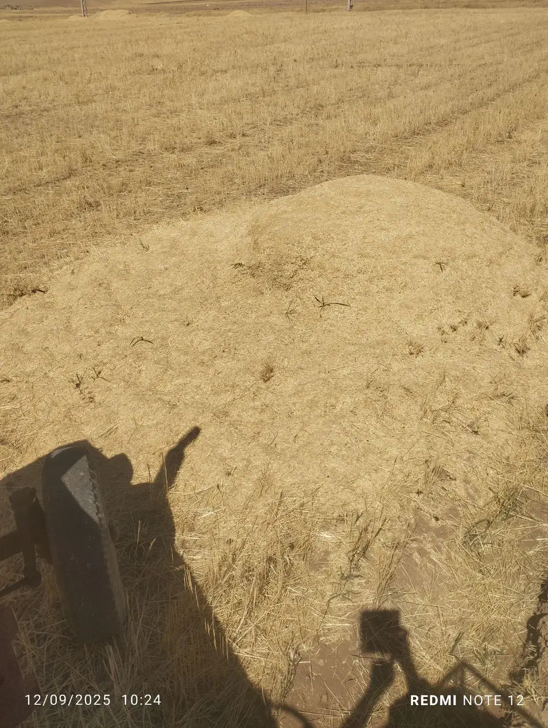 کاه|لوازم جانبی حیوانات|موچش, |دیوار