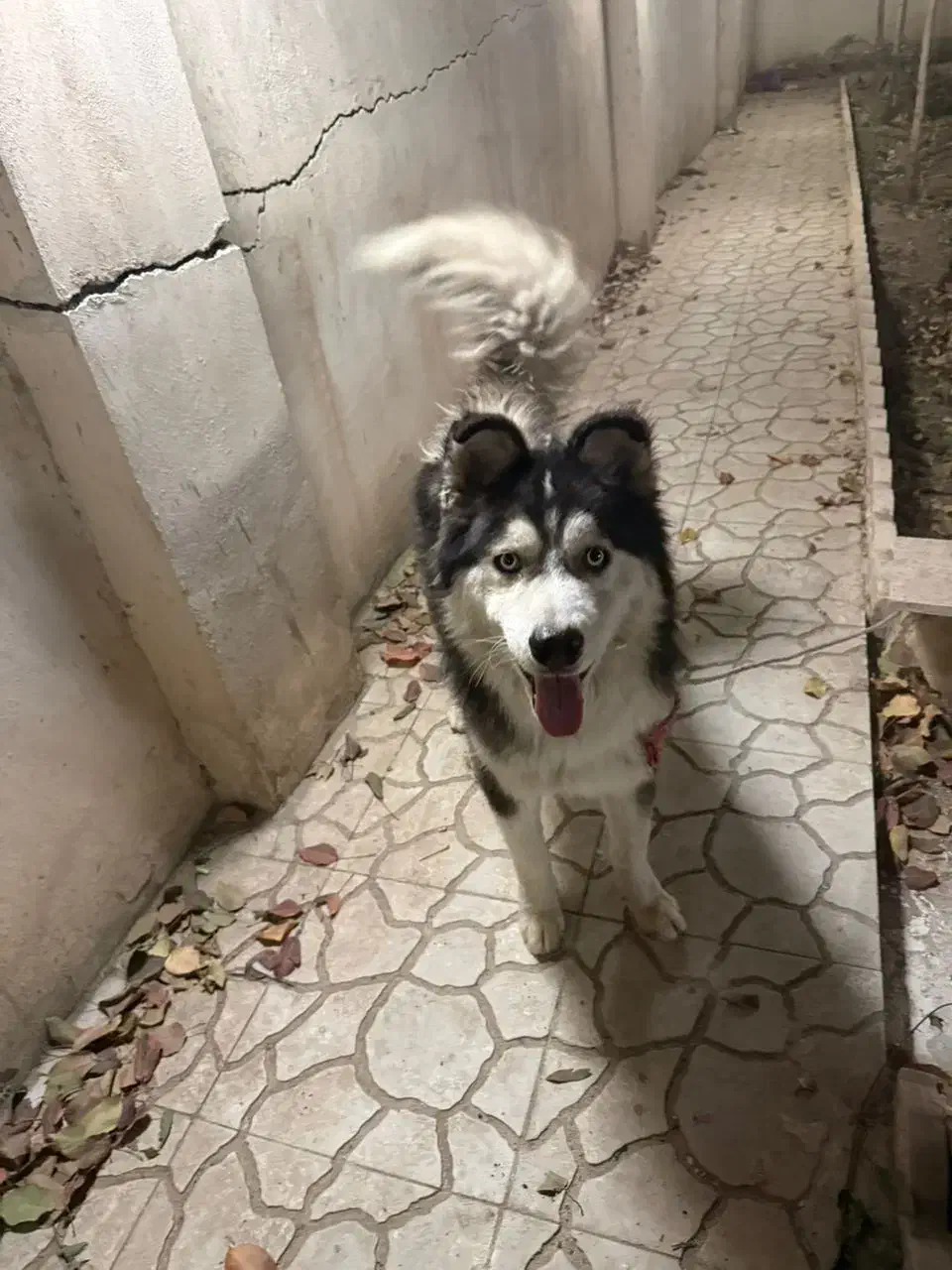 واگذاری سگ هاسکی|سگ|رودهن, |دیوار