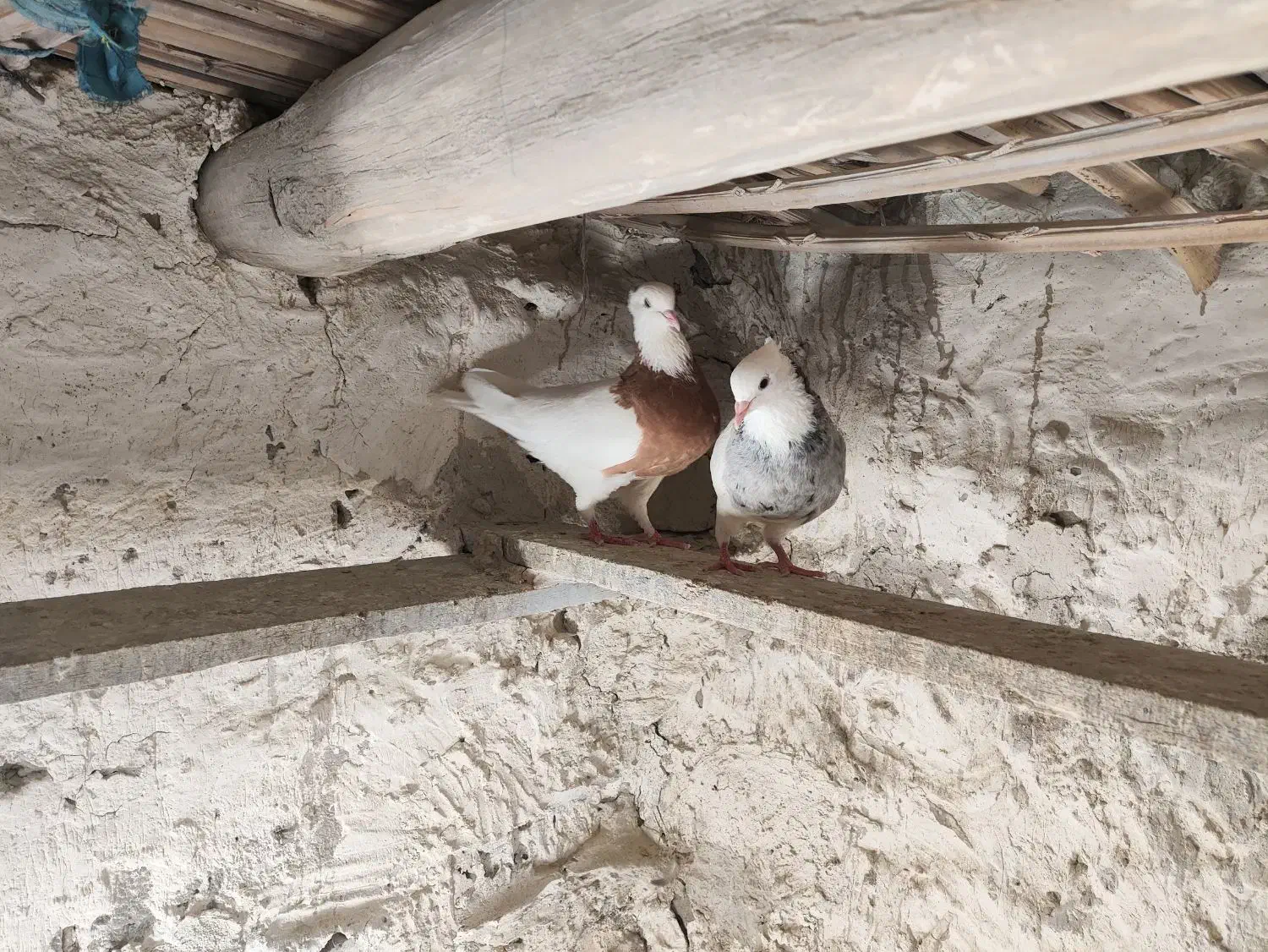 کبوتر طوقی|پرنده|سراوان, |دیوار