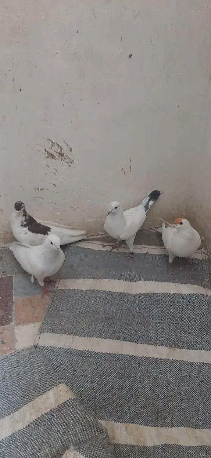 کبوتر|پرنده|تهران, دروازه شمیران|دیوار