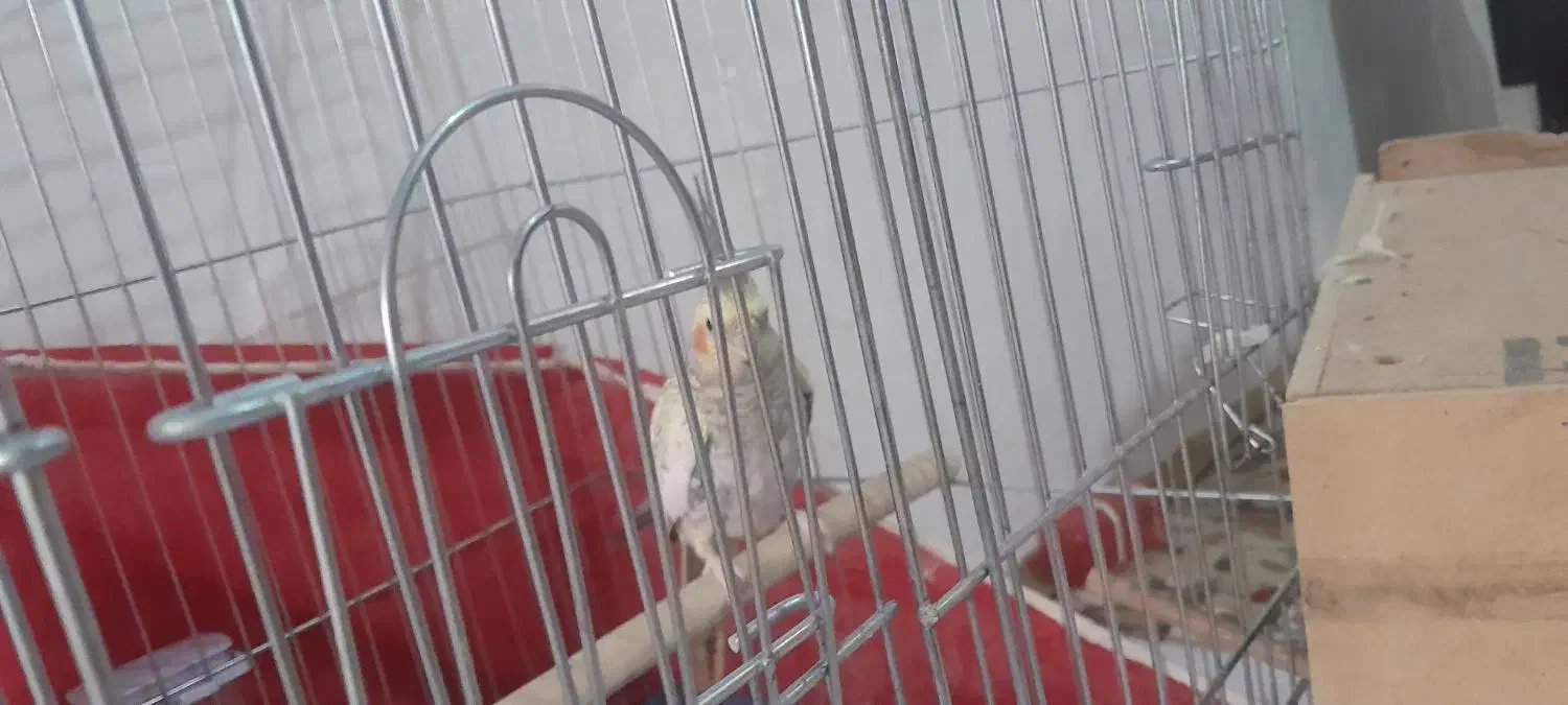 عروس هلندی|پرنده|چگنی, |دیوار