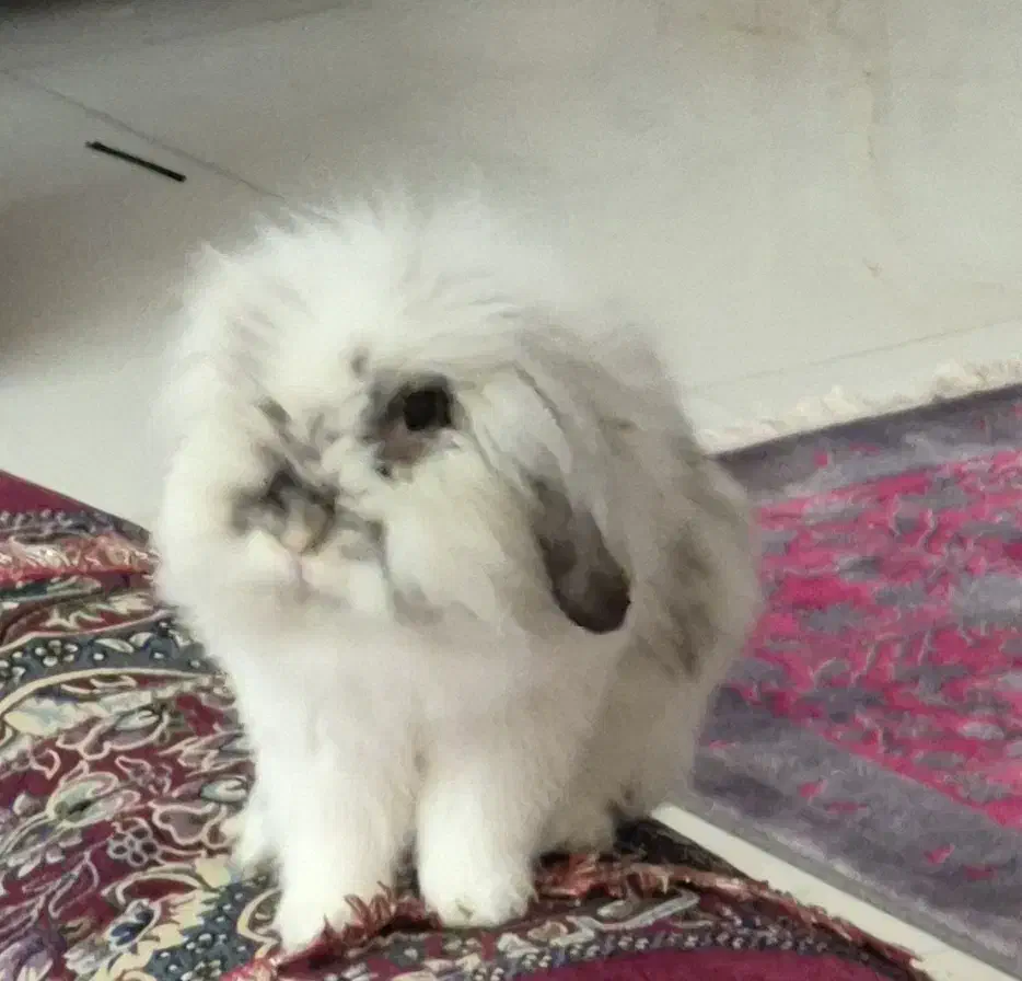 گمشده خرگوش|حیوانات|شاهینشهر, حافظ شمالی|دیوار