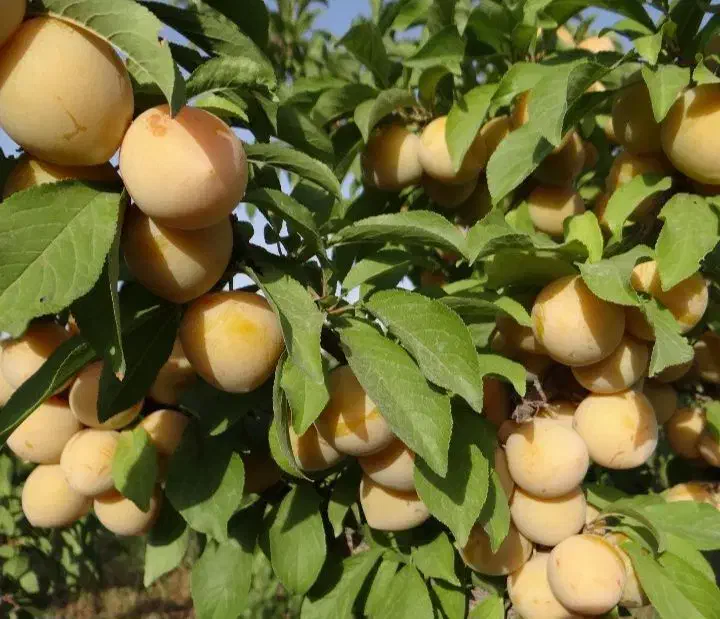 انواع نهال های پربار اقتصادی|خدمات باغبانی و درختکاری|بوکان, |دیوار