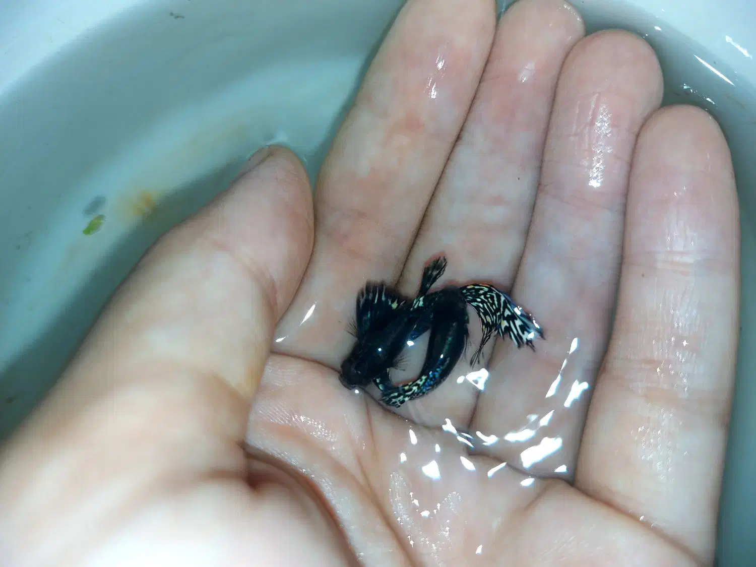 گوپی پوست ماری ، رد اسکارت|ماهی|رشت, کاکتوس|دیوار