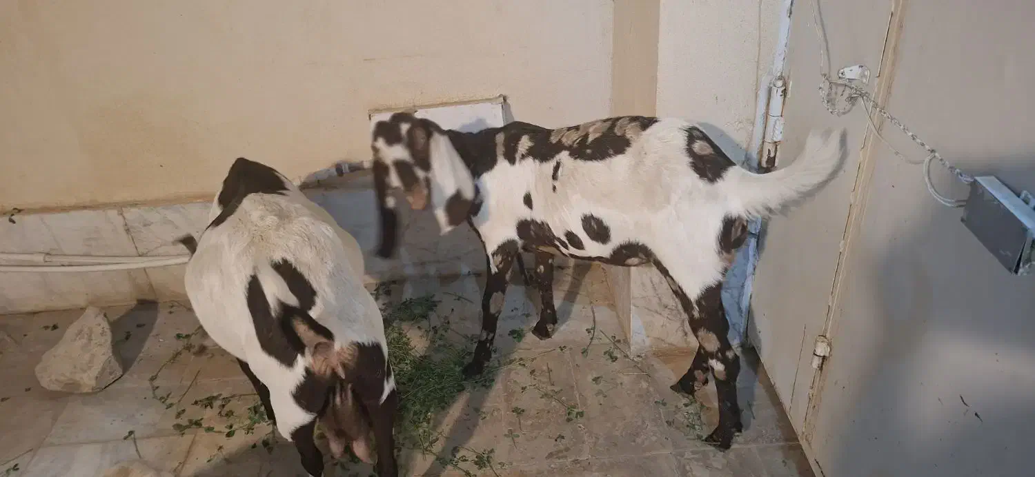 بز وبزغاله پنچاپ|حیوانات مزرعه|سراوان, |دیوار