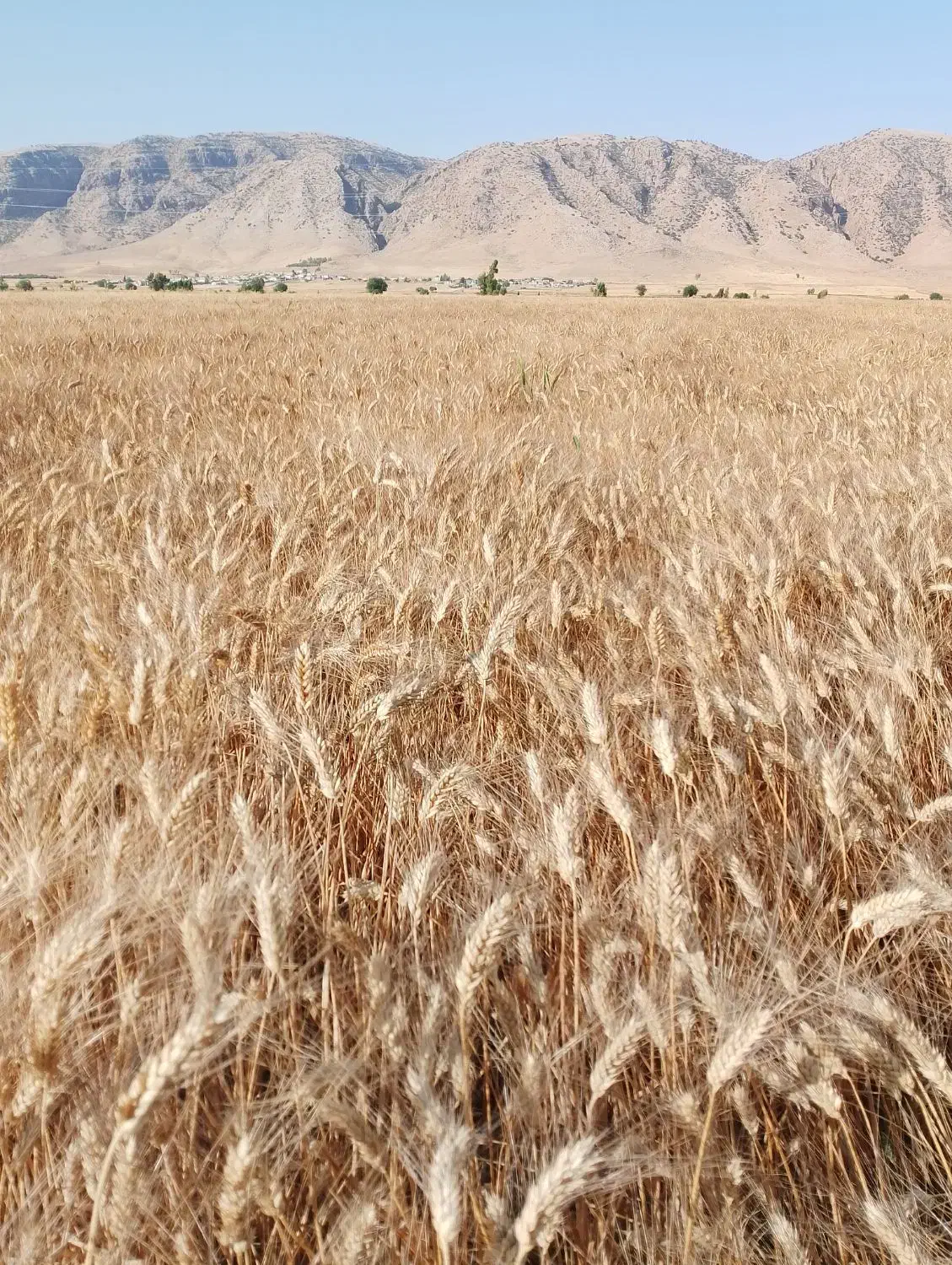 گندم شبرنگ درجه یک پارسال مادری بوده|عمده‌فروشی|قلعه شاهین, |دیوار
