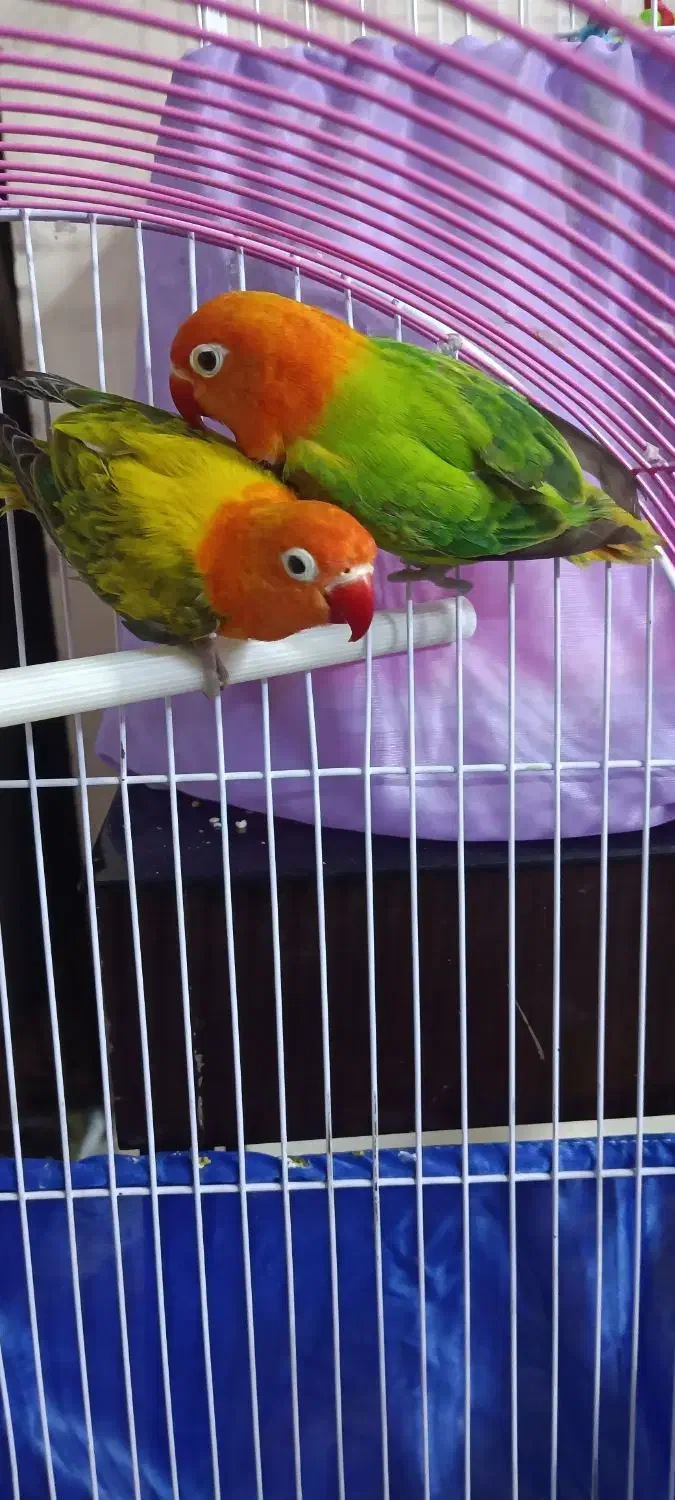 طوطی برزیلی یوینگ|پرنده|ری, دولت‌آباد|دیوار