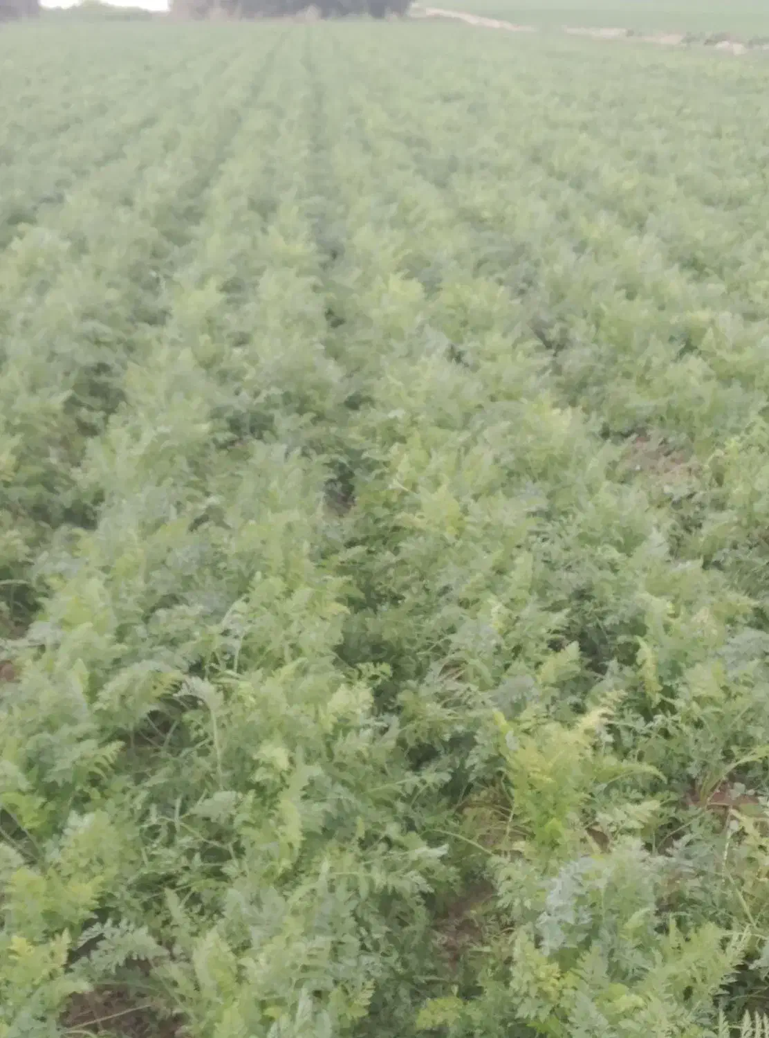 هویج بیجو.|عمدهفروشی|شوشتر, |دیوار