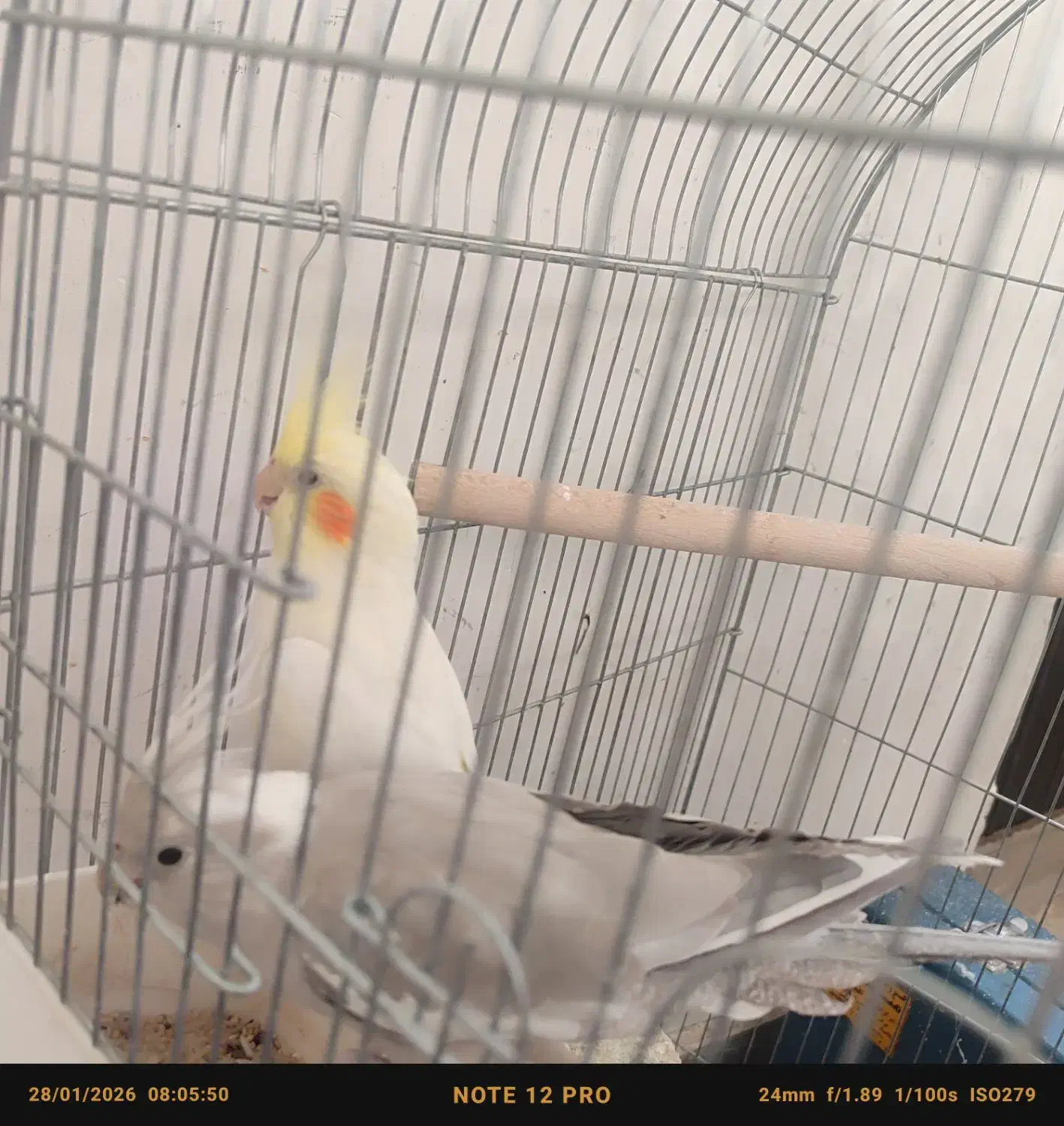 عروس هلندی|پرنده|دلیجان, |دیوار