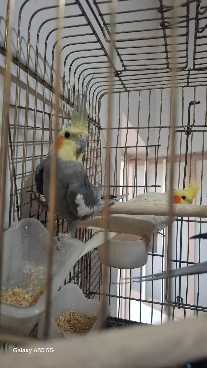 عروس هلندی|پرنده|محلات, |دیوار