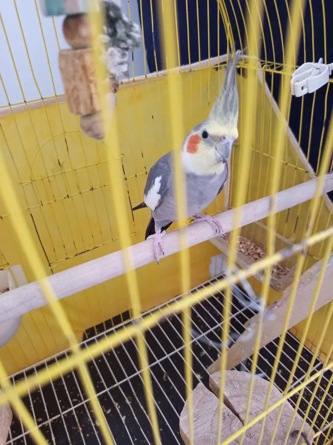 طوطی ماده مست آماده جفت گیری اهویی|پرنده|لاهیجان, بازکیاگوراب|دیوار