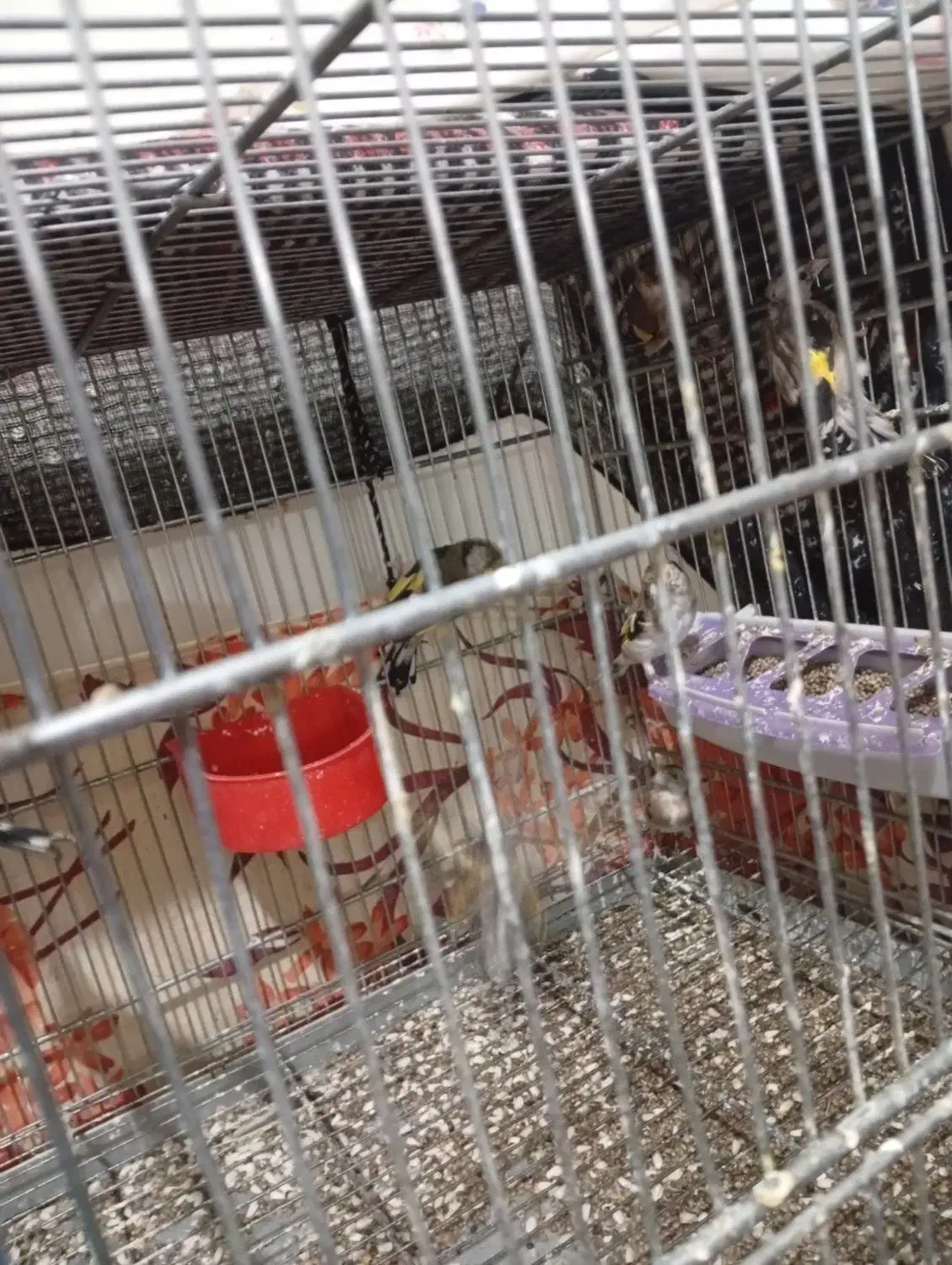 جوجه سهره سال دشتکی|پرنده|شیراز, کوشک میدان|دیوار