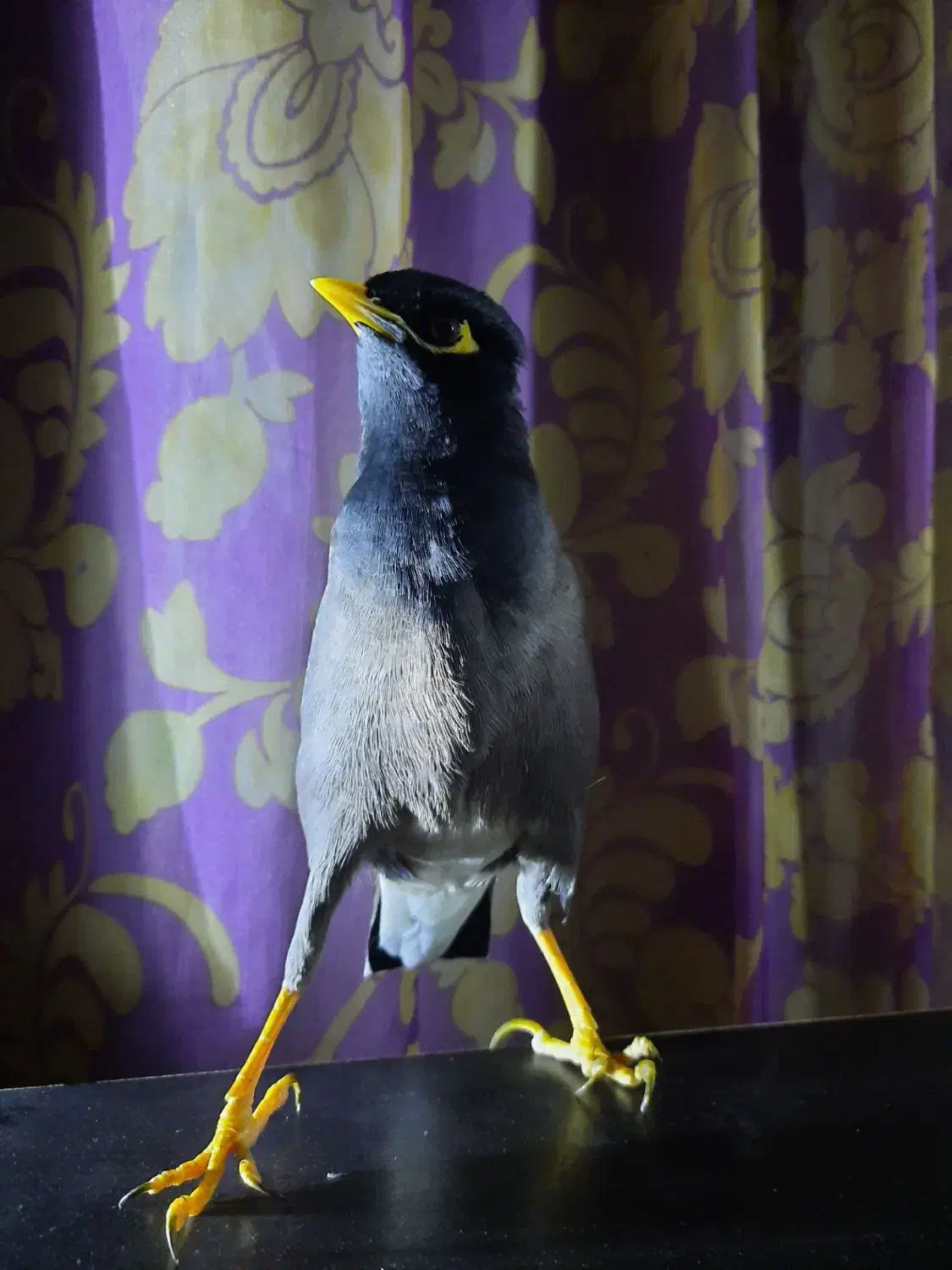 مرغ مینام گم شده به یابنده مژدگانی داده میشود|اشیا|فسا, |دیوار