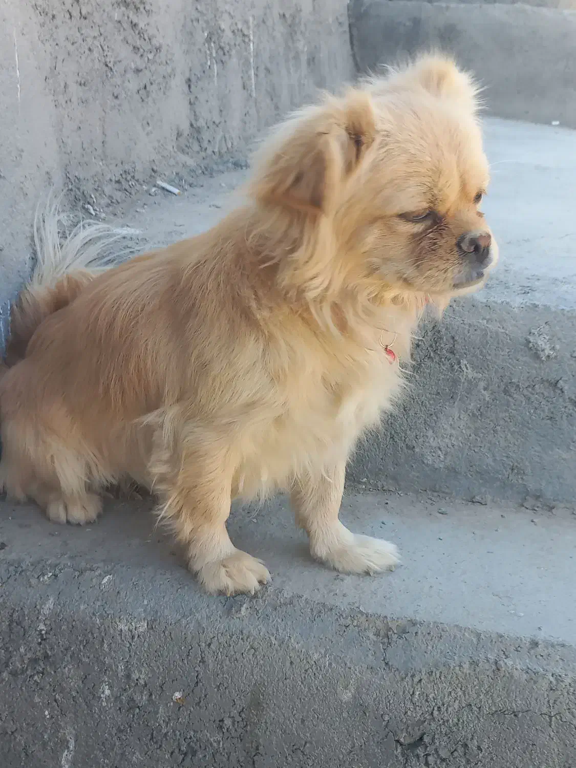 سگ پاپی|سگ|خمینی‌شهر, |دیوار