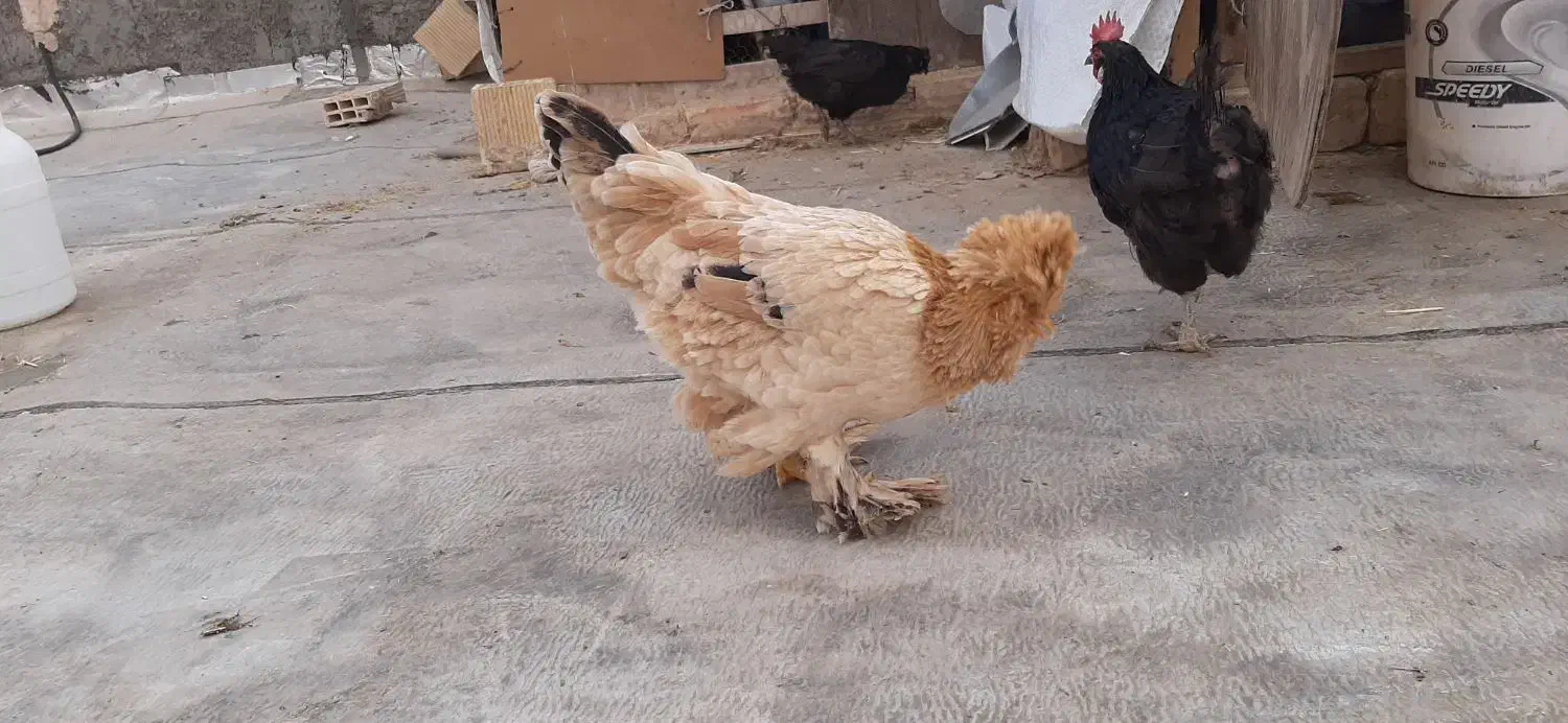 مرغ سیاه|حیوانات مزرعه|شاهینشهر, گزبرخوار|دیوار