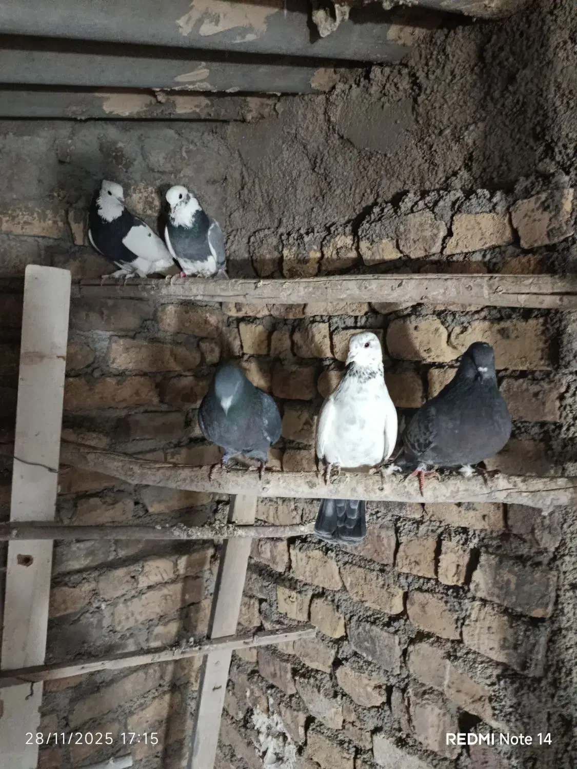 کفتر تهرانی پرشی|پرنده|پیشوا, |دیوار