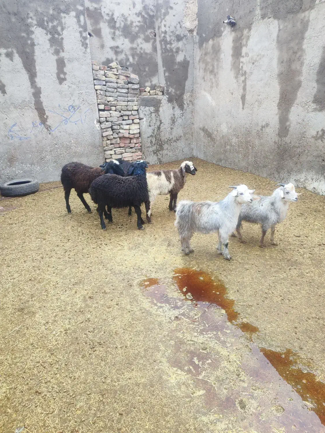 بره و بزغاله خوراک خور میش بز قوچ چپش شیشک|حیوانات مزرعه|قم, شهر قائم|دیوار