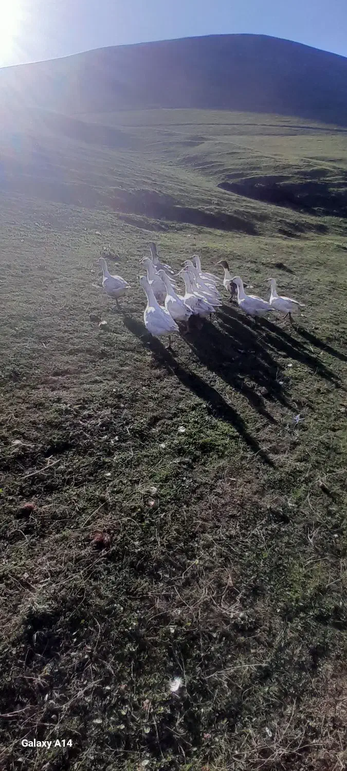 ۸عدد غاز|حیوانات مزرعه|گرمی, |دیوار