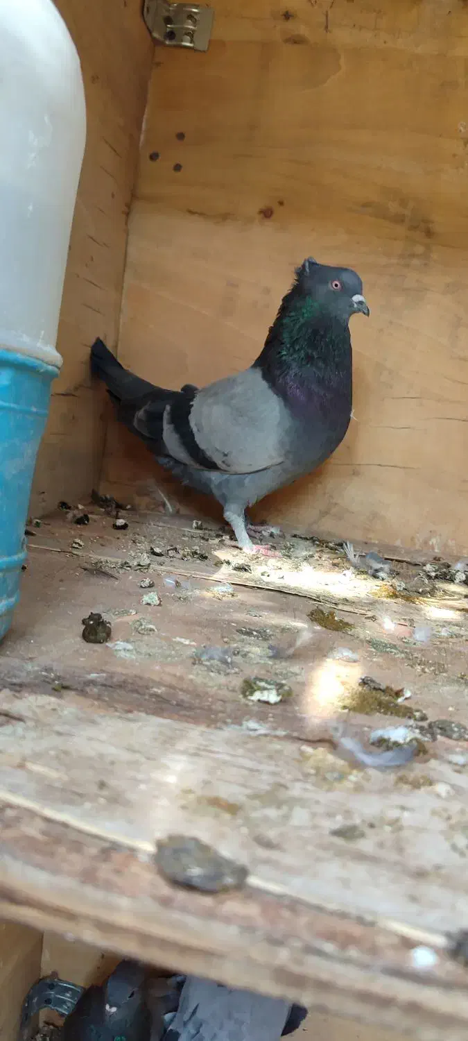 فروش سبز نر|پرنده|نرماشیر, |دیوار