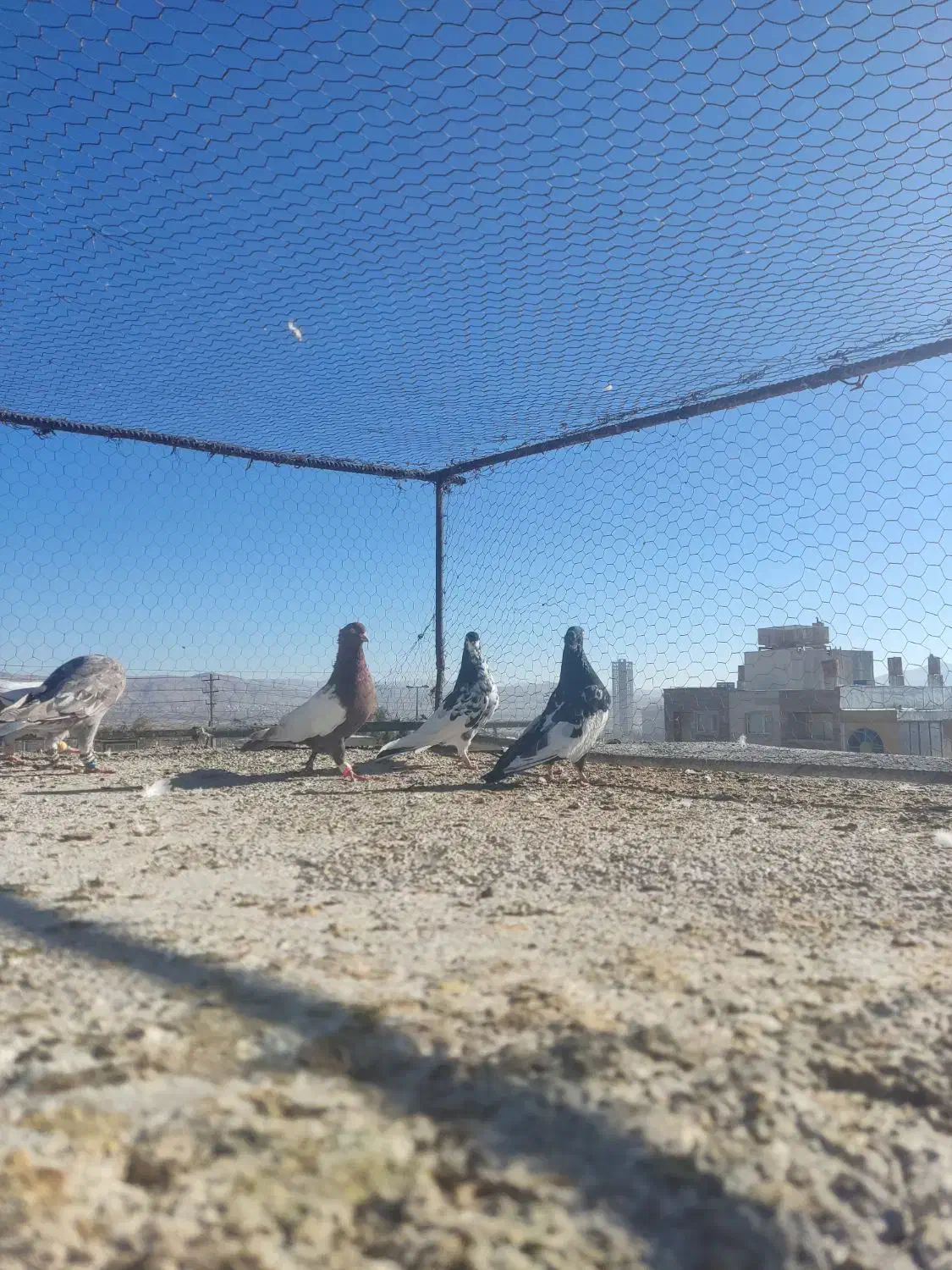 کفتر یا کبوتر|پرنده|شیراز, شهرک گلستان|دیوار