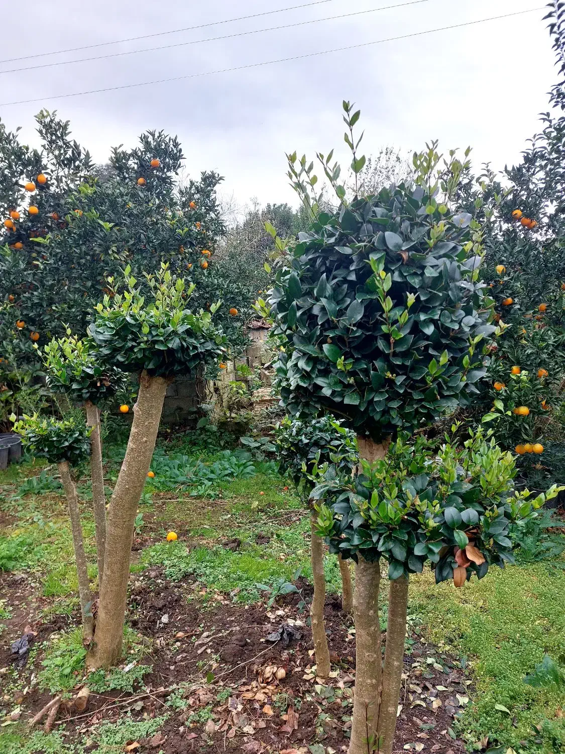 یاس پیوندی|خدمات باغبانی و درختکاری|چابکسر, |دیوار