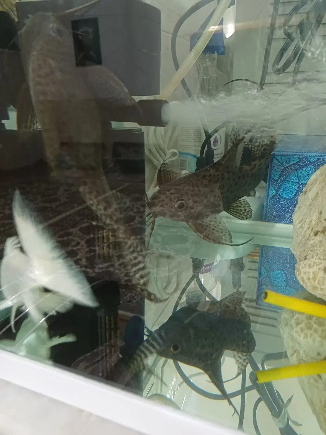 دو عدد ماهی لجنخوار زبر و زرنگ و فعال|ماهی|کرمانشاه, |دیوار