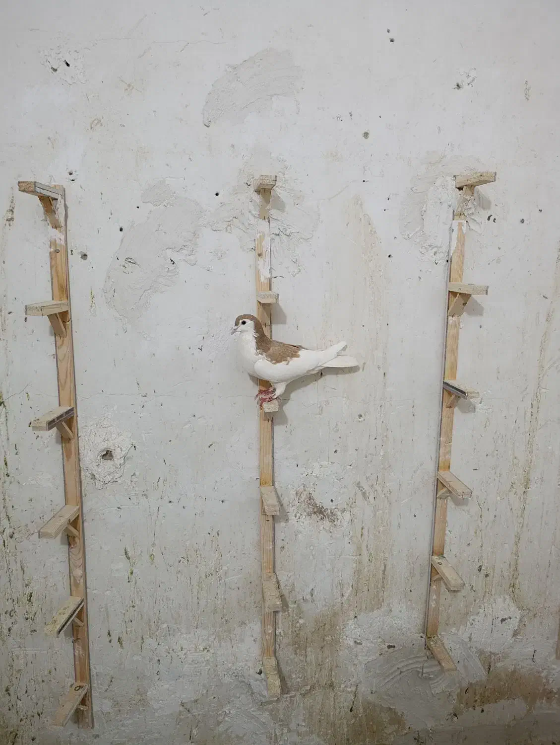 کفتر راست زرد|پرنده|قائن, |دیوار